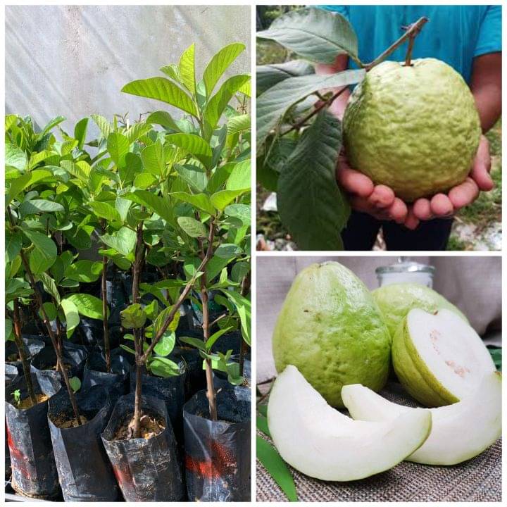     			Cloud Farm Outdoor Fruit Plant ( Pack of 1 )