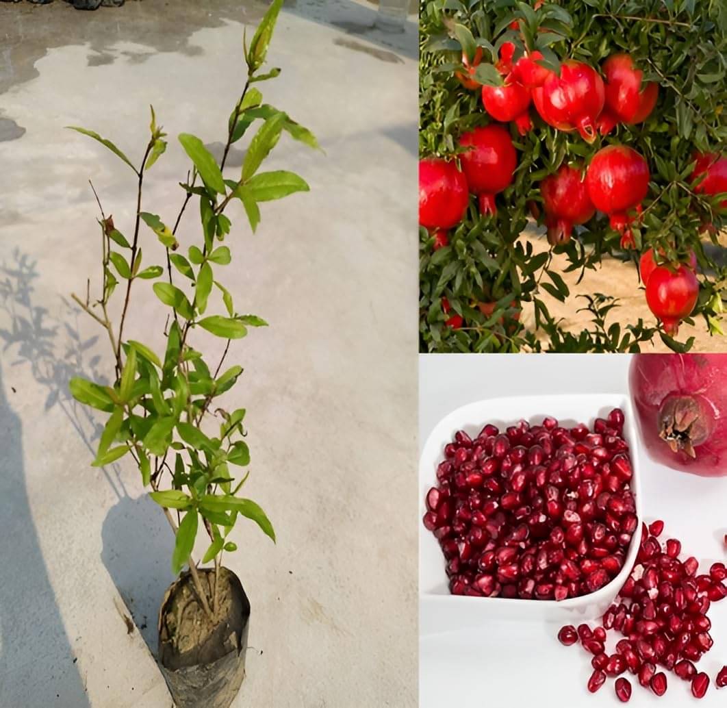 Cloud Farm Outdoor Fruit Plant ( Pack of 1 ) Cloud Farm Outdoor Fruit Plant ( Pack of 1 )