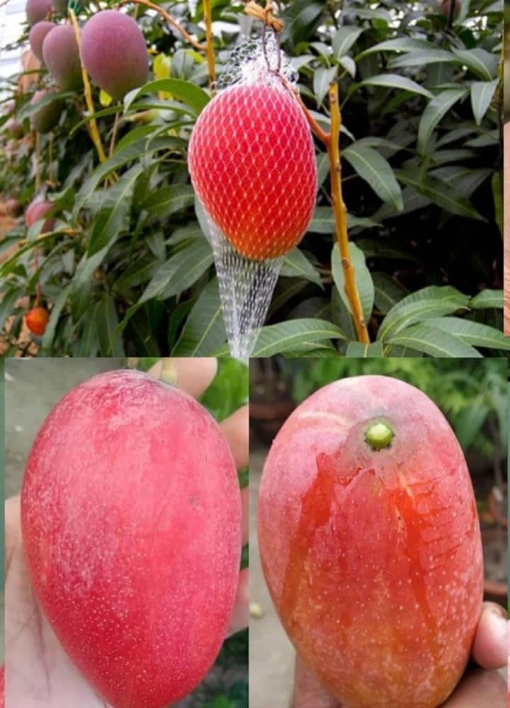 Cloud Farm Outdoor Fruit Plant ( Pack of 1 )