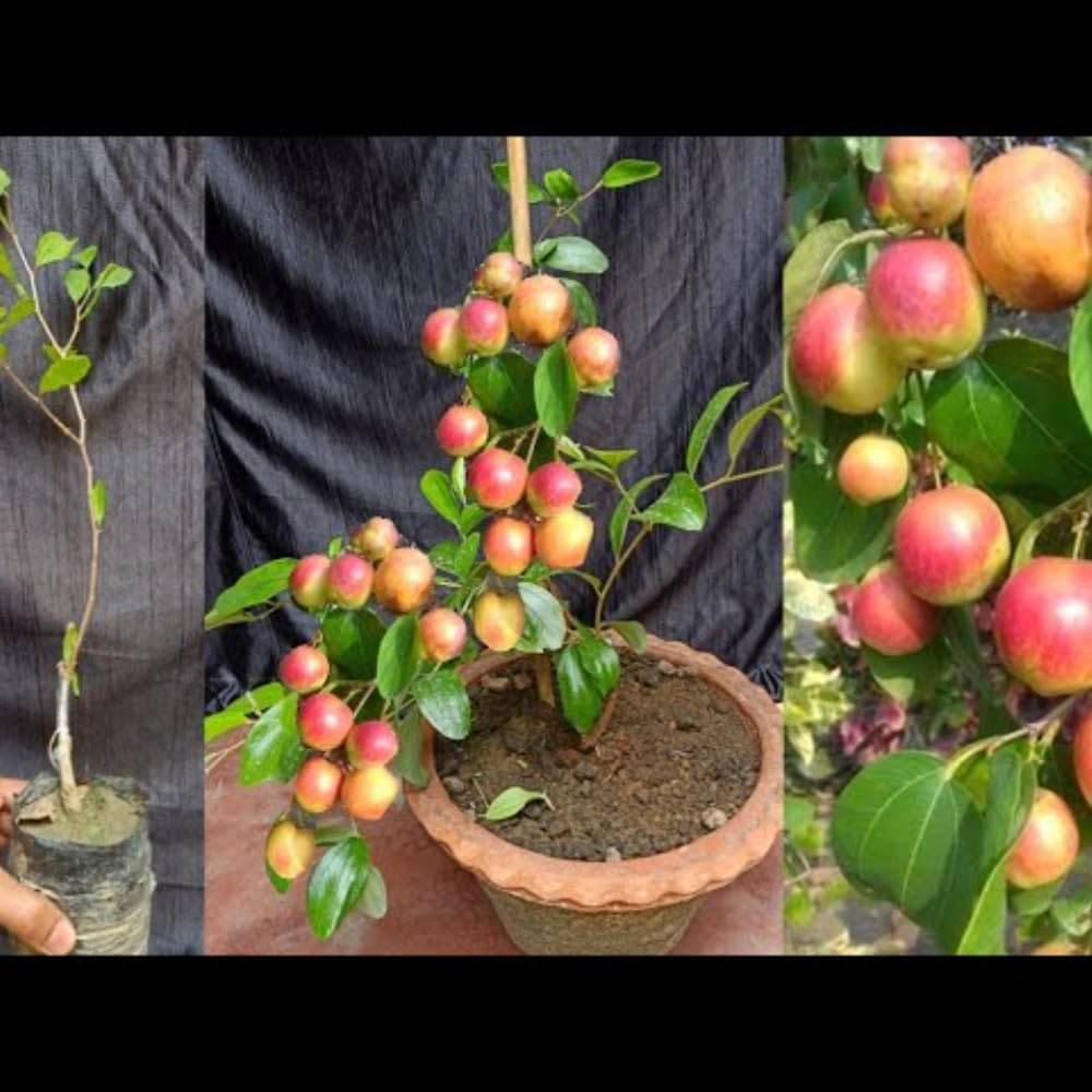     			Cloud Farm Outdoor Fruit Plant ( Pack of 1 )