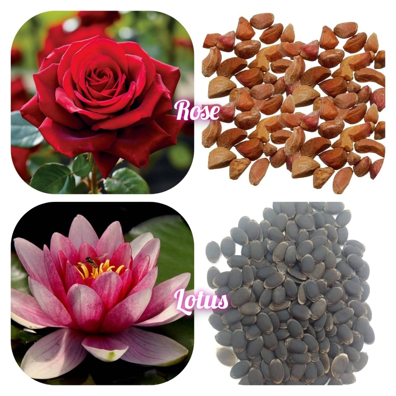 DECORPLIX Lotus Flower 2 Varieties ( 30 Seeds ) DECORPLIX Lotus Flower 2 Varieties ( 30 Seeds )