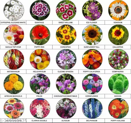     			zello. Mixed Flower 25 Varieties ( 500 Seeds )
