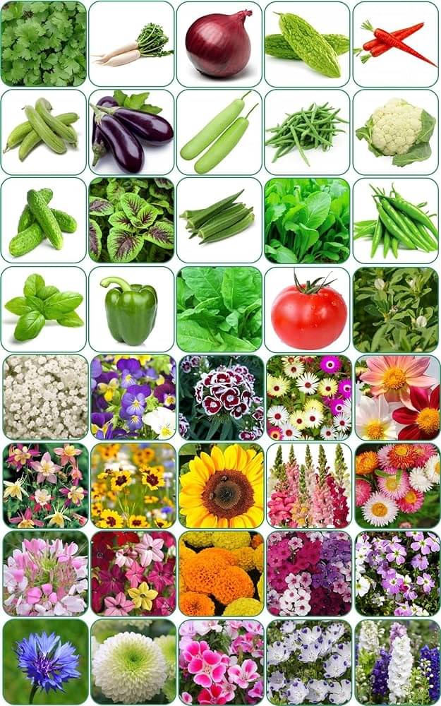     			zello. Mixed Vegetable 45 Varieties ( 1000 Seeds )
