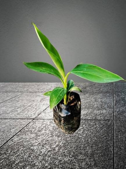     			Cloud Farm Outdoor Fruit Plant ( Pack of 1 )