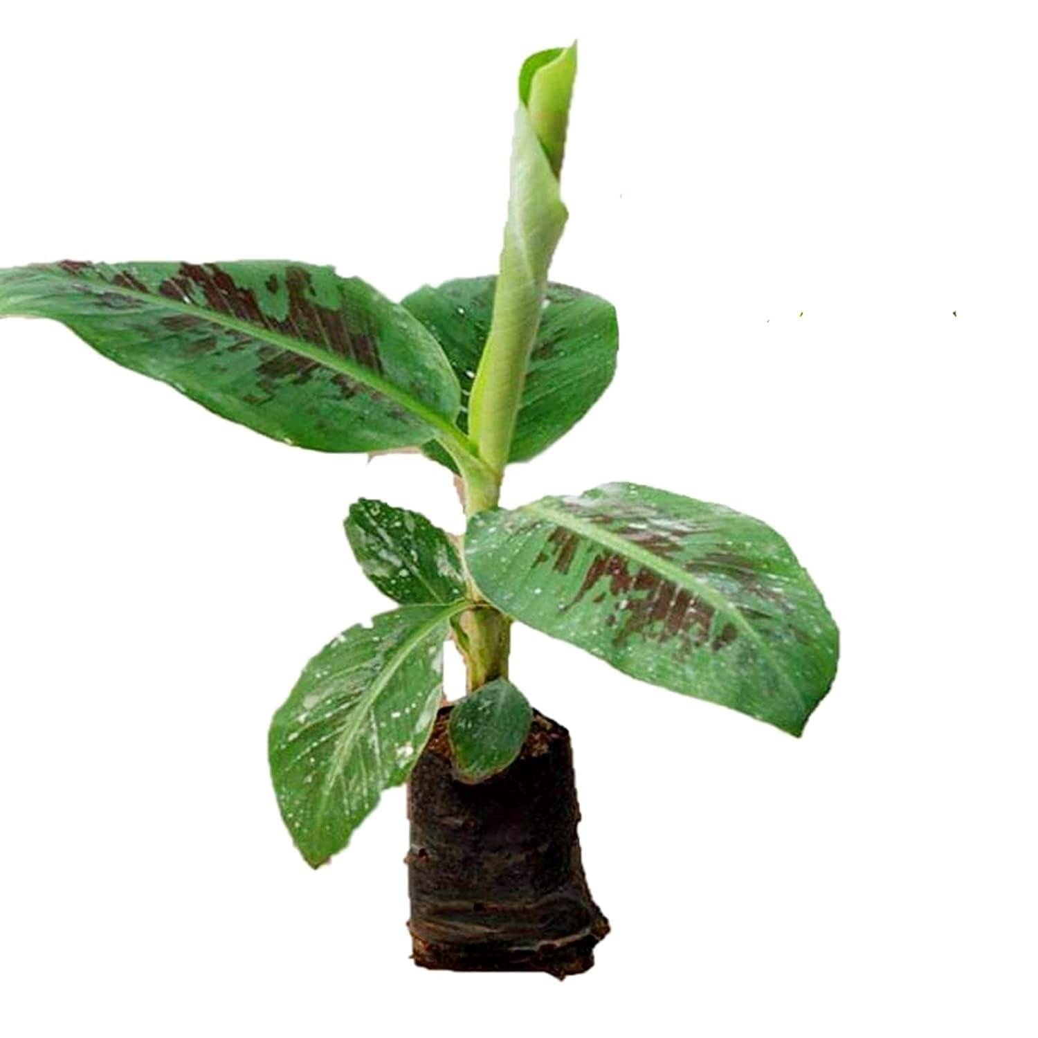     			Cloud Farm Outdoor Fruit Plant ( Pack of 1 )