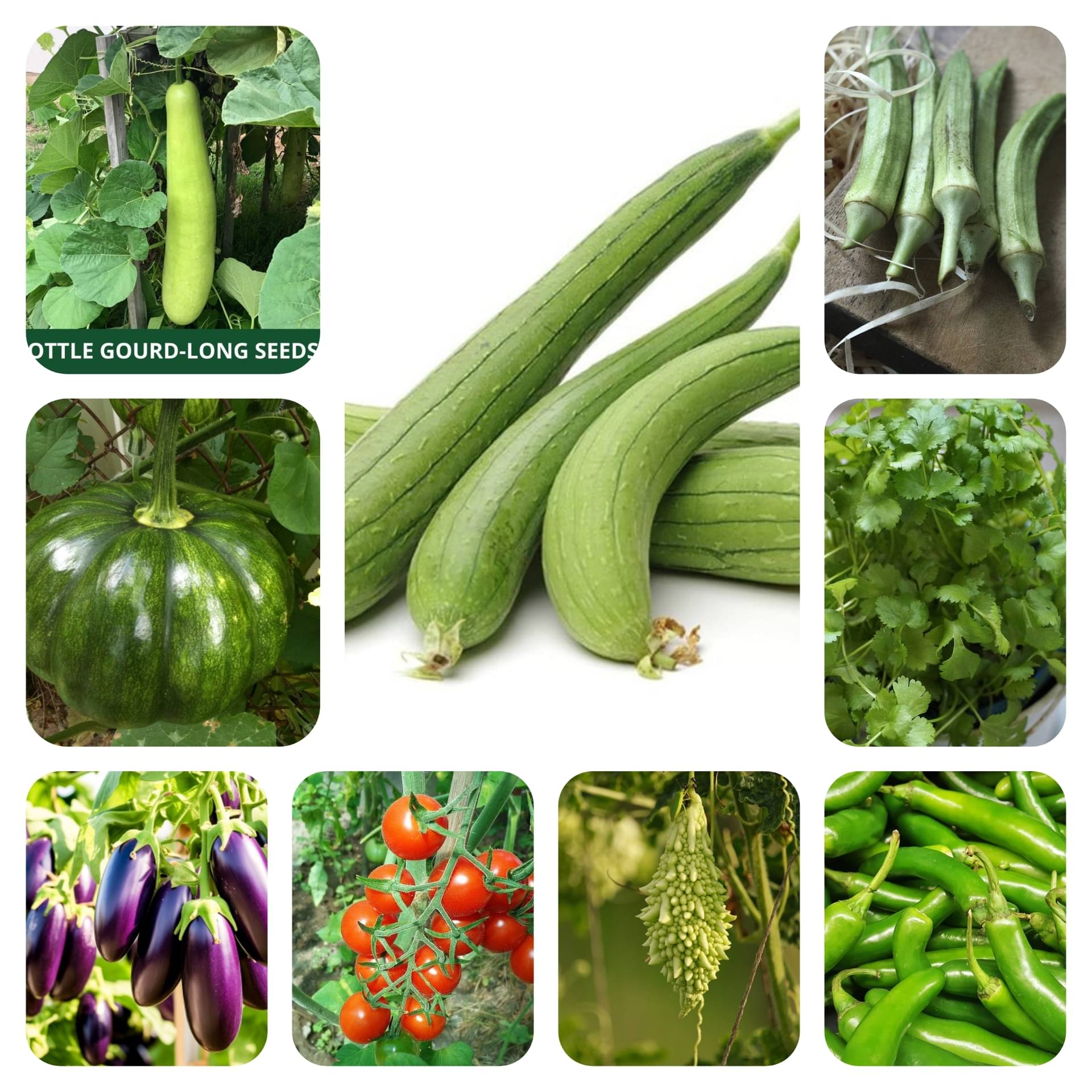 DECORPLIX Bitter Gourd Vegetable 9 Varieties ( 500 Seeds ) DECORPLIX Bitter Gourd Vegetable 9 Varieties ( 500 Seeds )