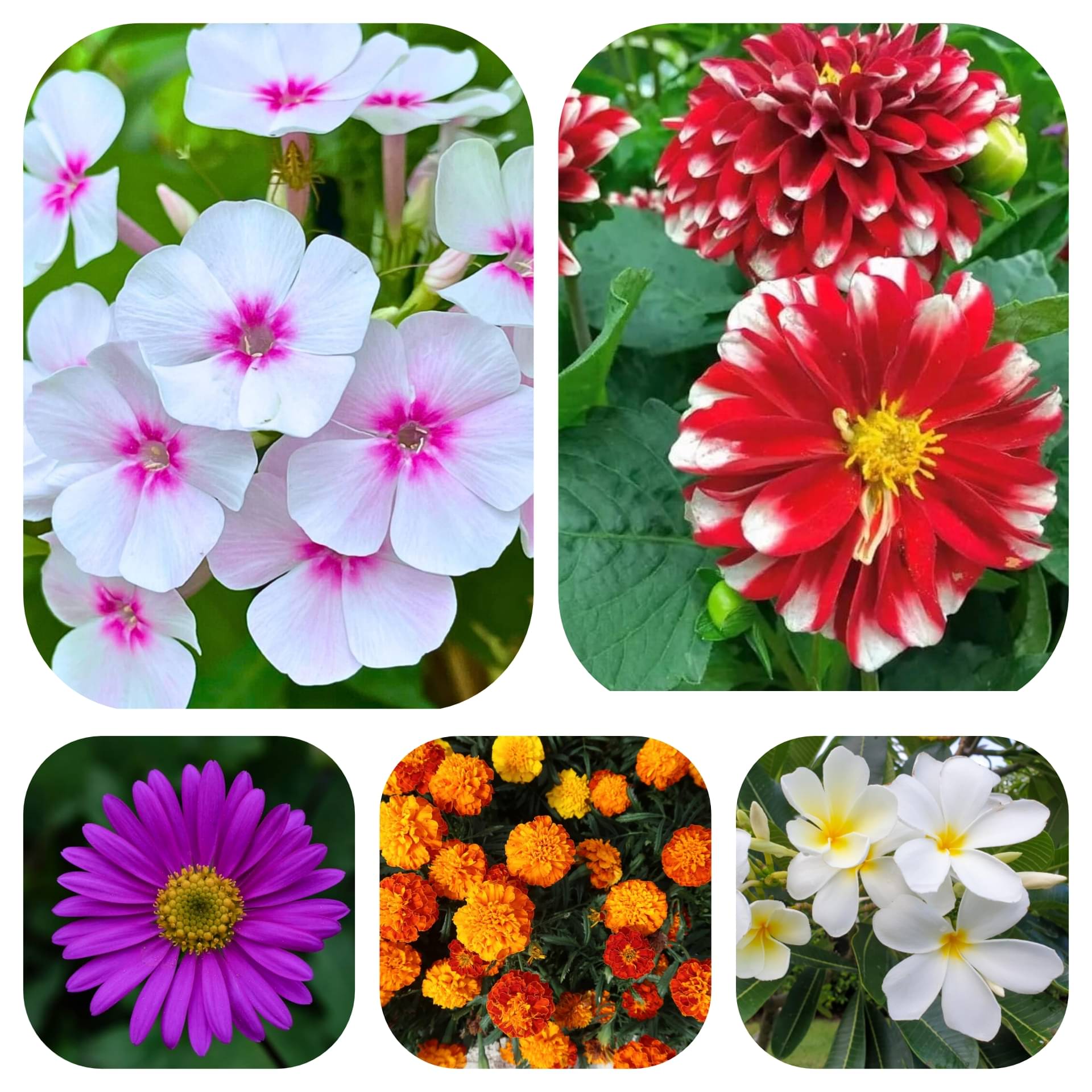 DECORPLIX Dahlia Flower 5 Varieties ( 500 Seeds ) DECORPLIX Dahlia Flower 5 Varieties ( 500 Seeds )
