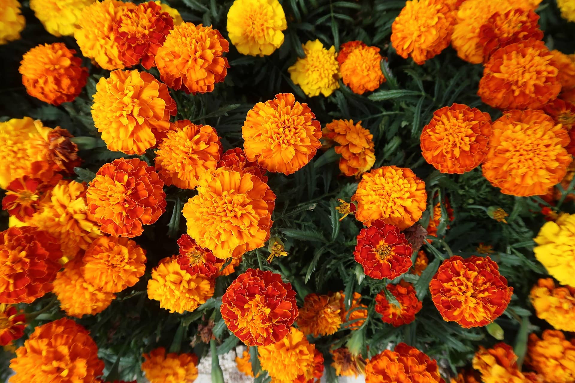 DECORPLIX Marigold Flower ( 300 Seeds )