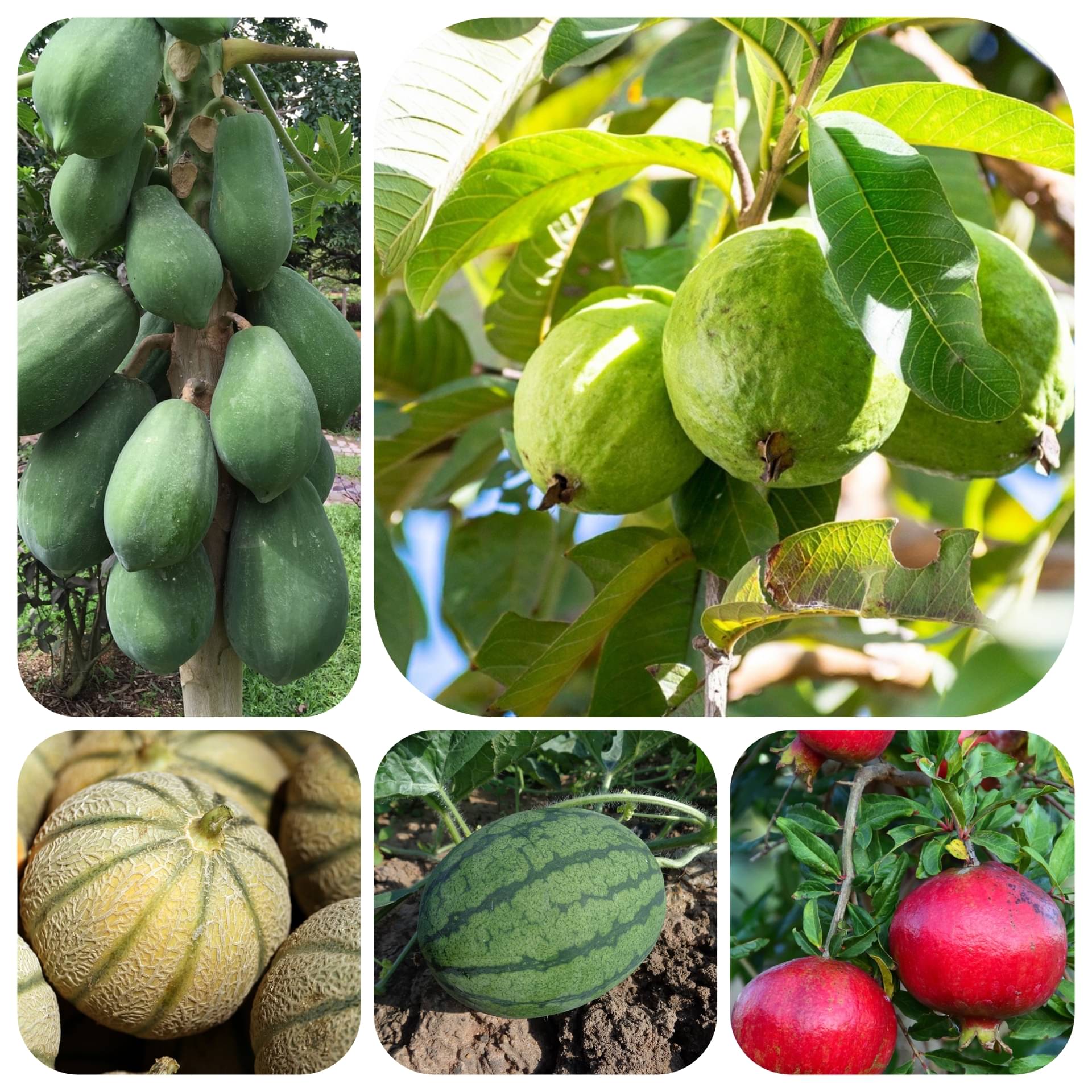 DECORPLIX Papaya Fruit 5 Varieties ( 180 Seeds ) DECORPLIX Papaya Fruit 5 Varieties ( 180 Seeds )