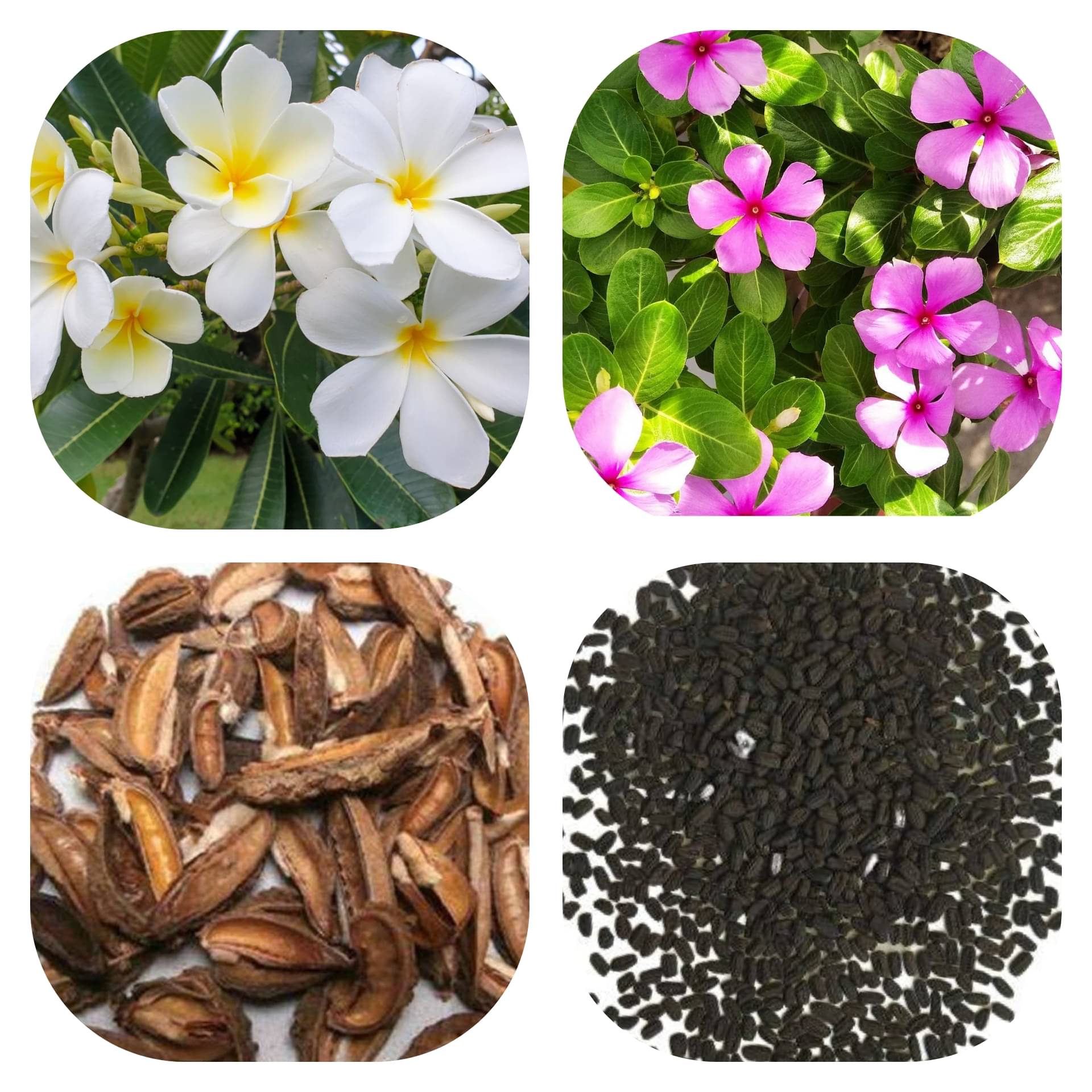 DECORPLIX Vinca Flower 2 Varieties ( 100 Seeds ) DECORPLIX Vinca Flower 2 Varieties ( 100 Seeds )