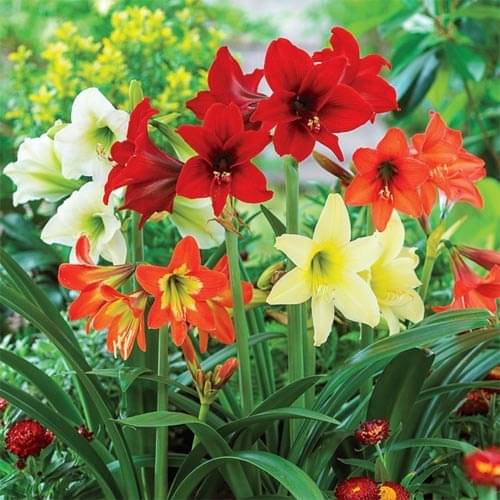     			LiveNature Amaryllis Flower ( 2 Seeds )