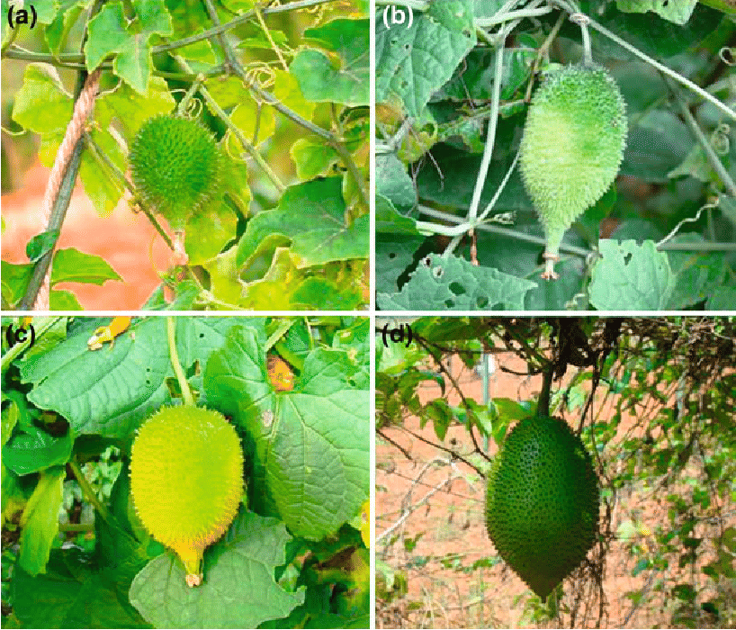     			zello. Hybrid Spiny Gourd Vegetable ( 20 Seeds )