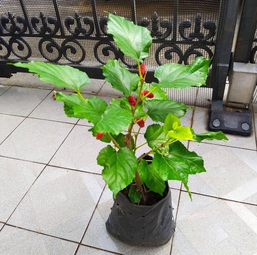 Cloud Farm Outdoor Fruit Plant ( Pack of 1 )