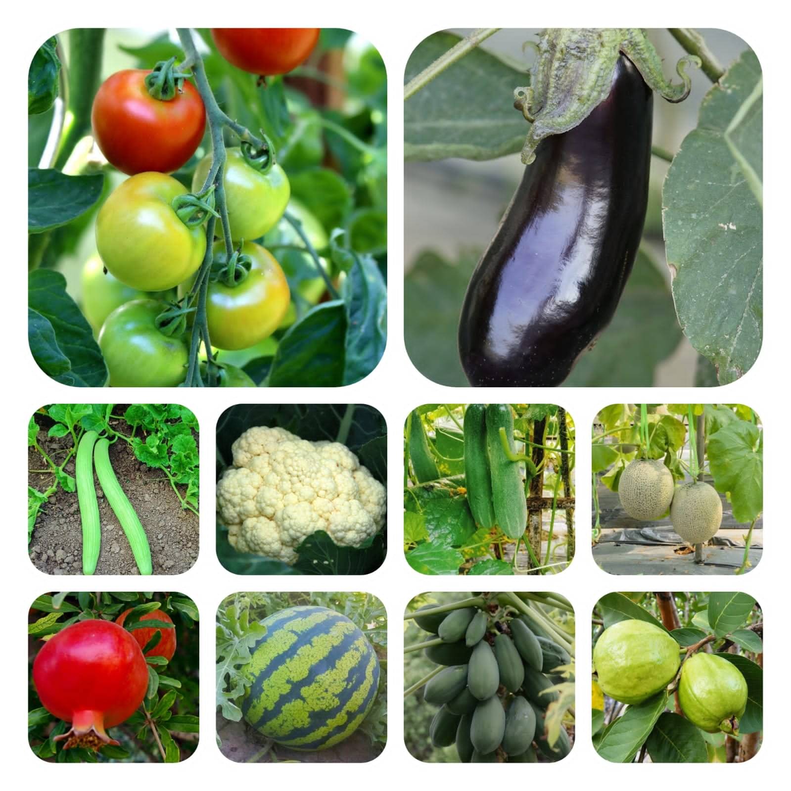 DECORPLIX Brinjal Vegetable 10 Varieties ( 550 Seeds ) DECORPLIX Brinjal Vegetable 10 Varieties ( 550 Seeds )