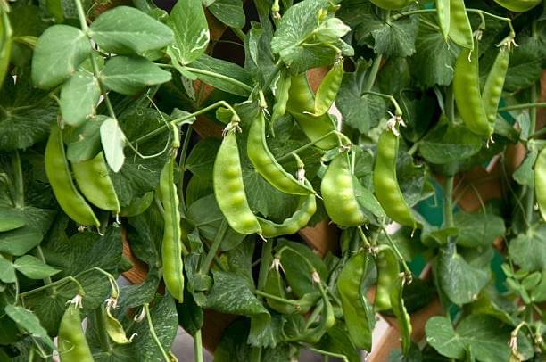     			zello. French Bean Vegetable ( 25 Seeds )