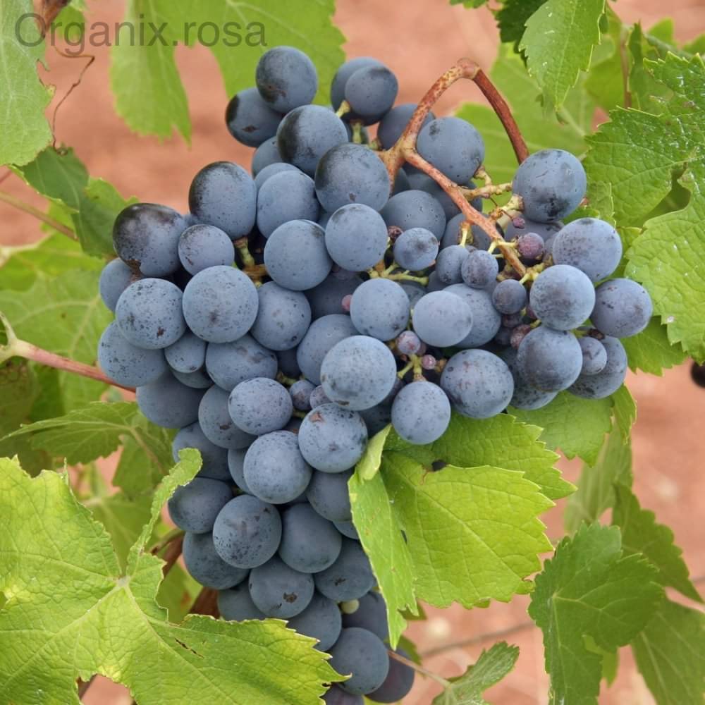     			zello. Grapes Fruit ( 20 Seeds )
