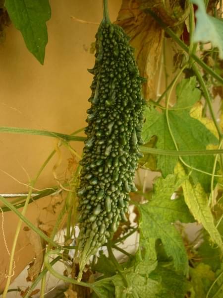    			zello. Hybrid Bitter Gourd Vegetable ( 20 Seeds )