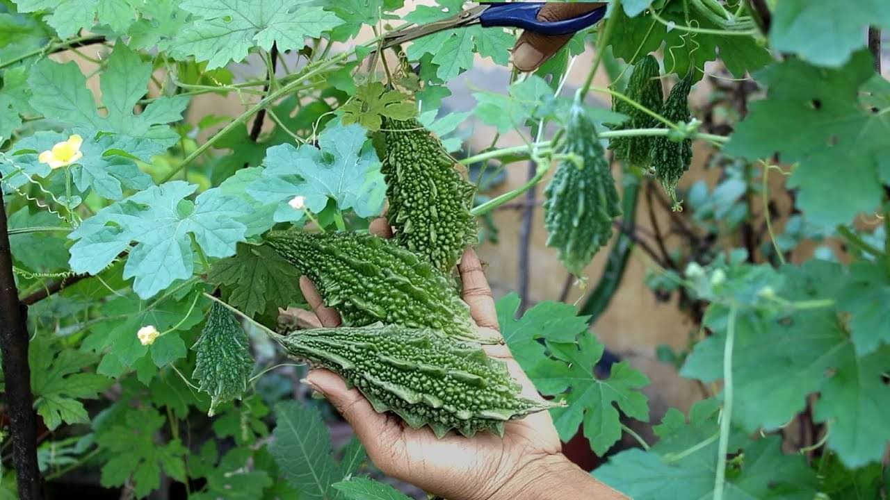     			zello. Hybrid Bitter Gourd Vegetable ( 20 Seeds )