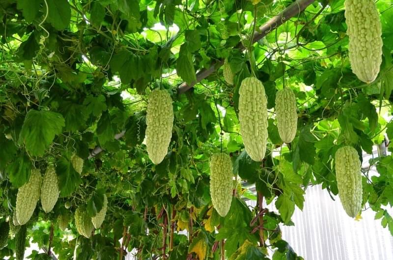     			zello. Hybrid Bitter Gourd Vegetable ( 20 Seeds )