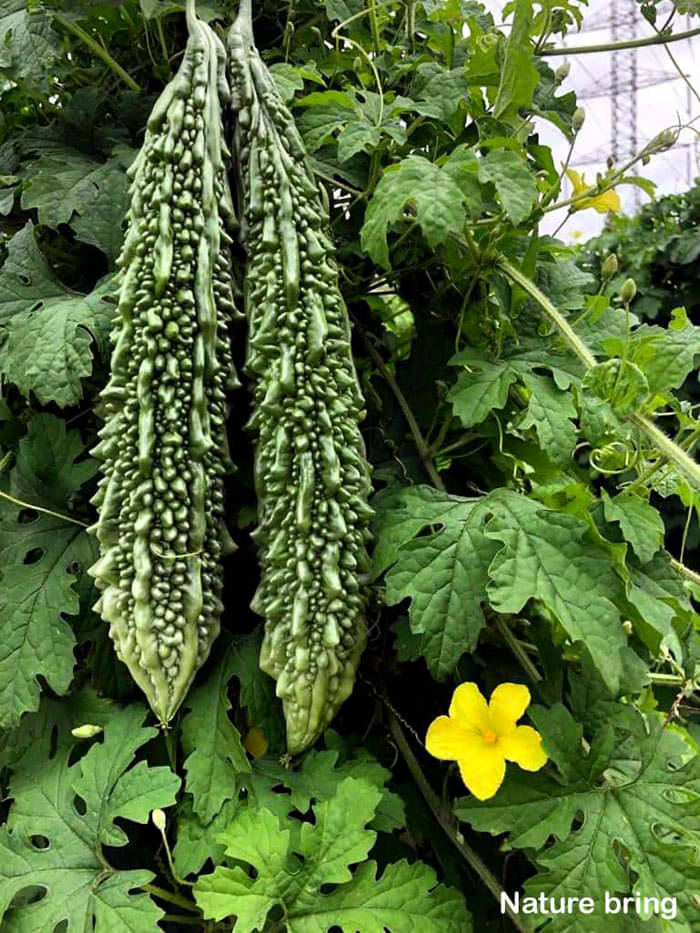     			zello. Hybrid Bitter Gourd Vegetable ( 20 Seeds )