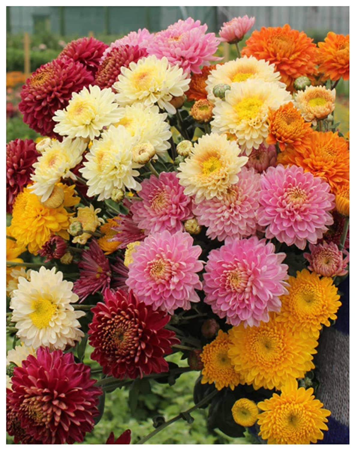     			zello. Indian Chrysanthemum Mixed Flower ( 50 Seeds )