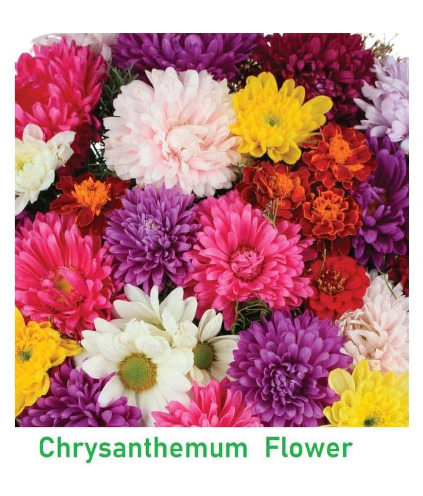     			zello. Indian Chrysanthemum Mixed Flower ( 50 Seeds )