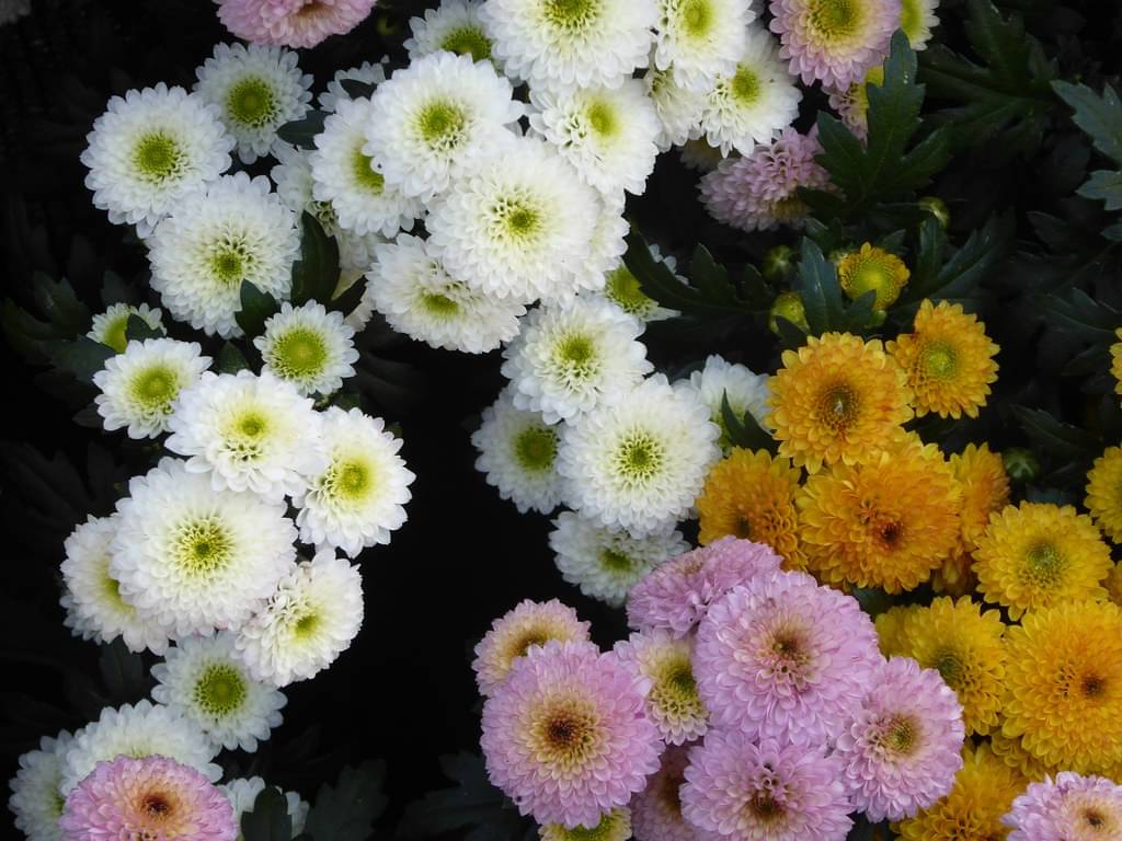     			zello. Indian Chrysanthemum Mixed Flower ( 50 Seeds )