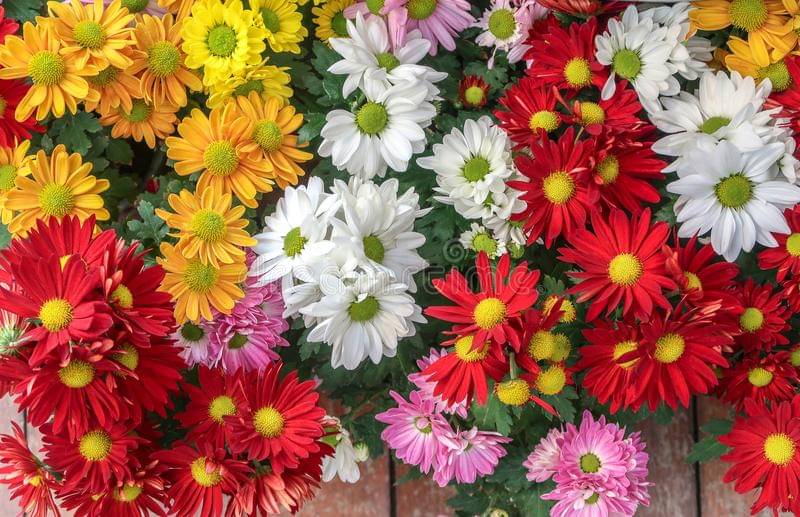     			zello. Indian Chrysanthemum Mixed Flower ( 50 Seeds )