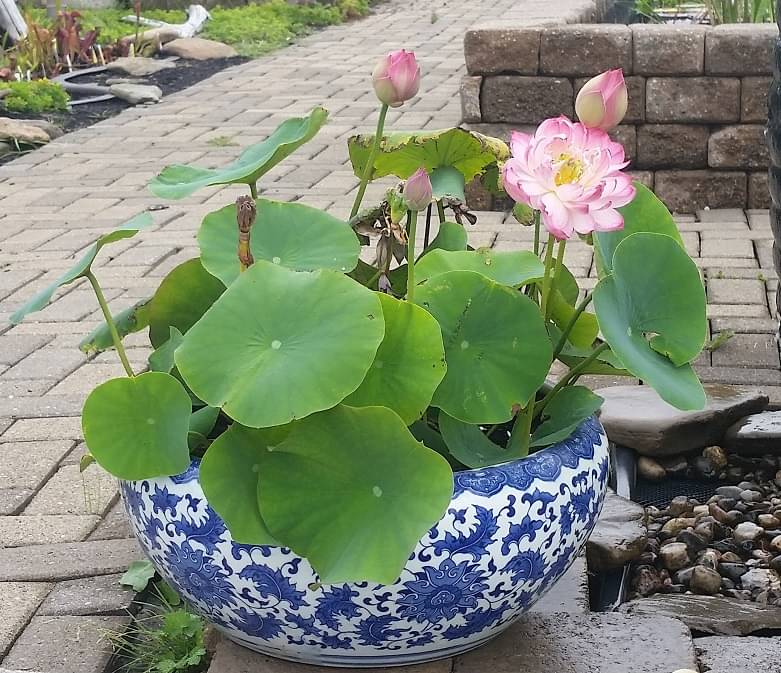    			zello. Lotus Flower ( 10 Seeds )