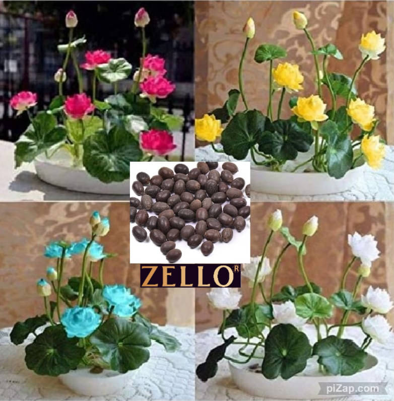     			zello. Lotus Flower ( 10 Seeds )