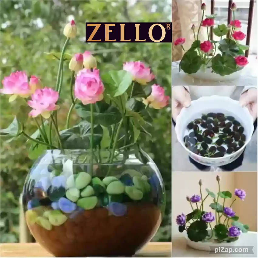     			zello. Lotus Flower ( 10 Seeds )