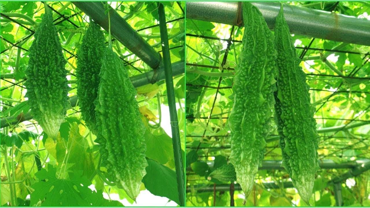     			zello. Hybrid Bitter Gourd Vegetable ( 20 Seeds )