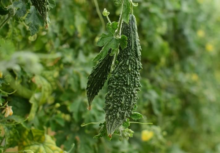     			zello. Hybrid Bitter Gourd Vegetable ( 20 Seeds )