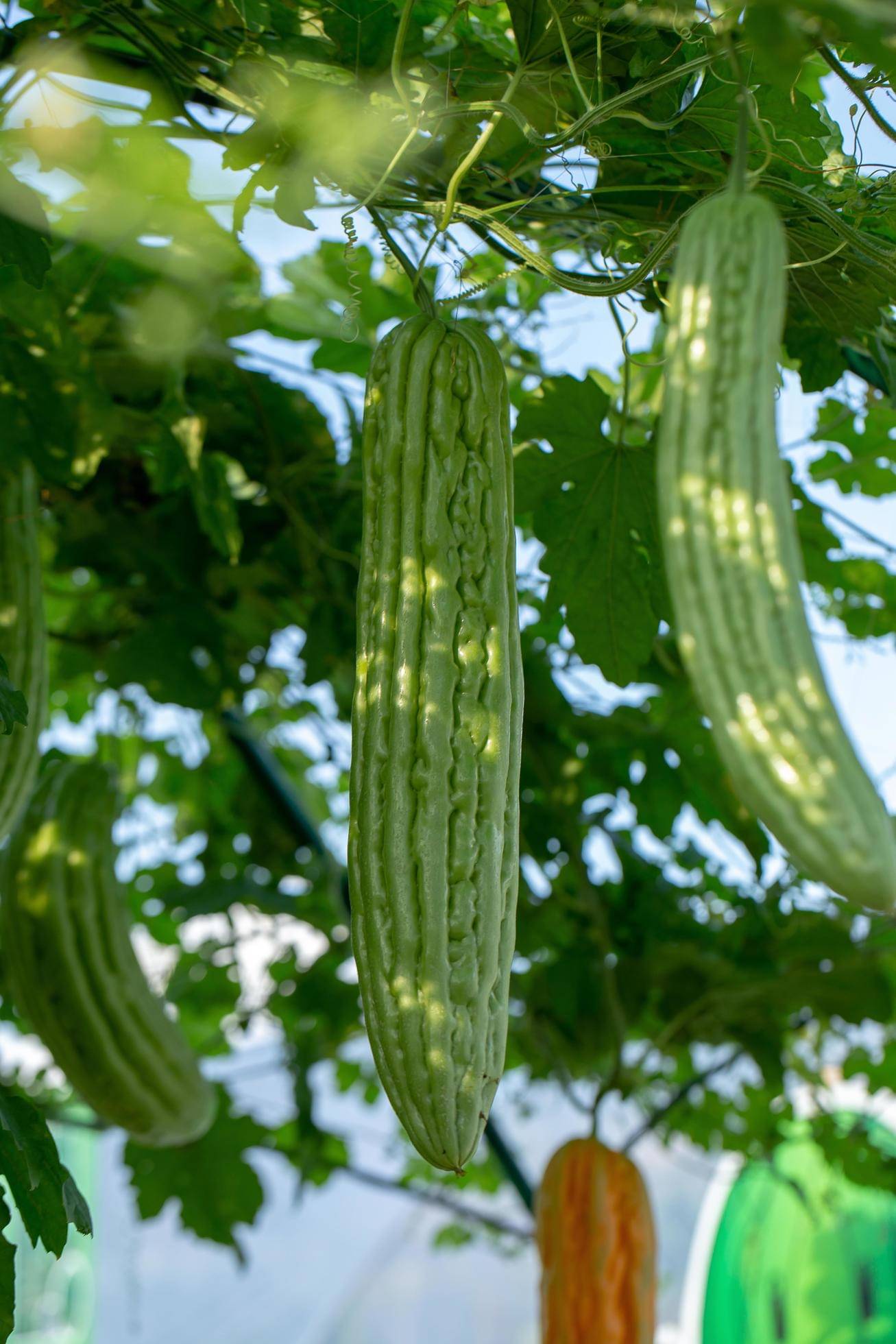     			zello. Hybrid Bitter Gourd Vegetable ( 20 Seeds )