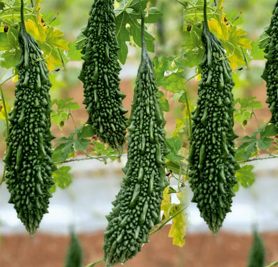     			zello. Hybrid Bitter Gourd Vegetable ( 20 Seeds )