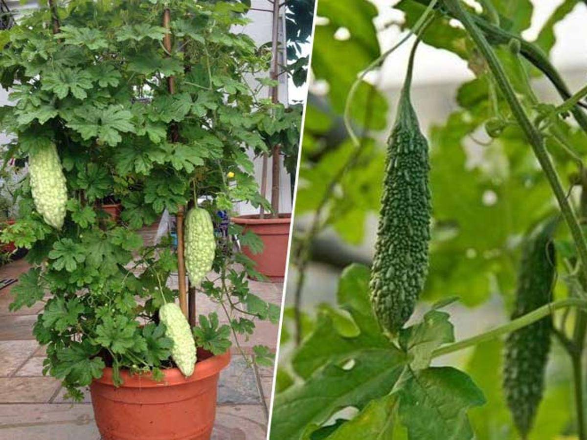     			zello. Hybrid Bitter Gourd Vegetable ( 20 Seeds )