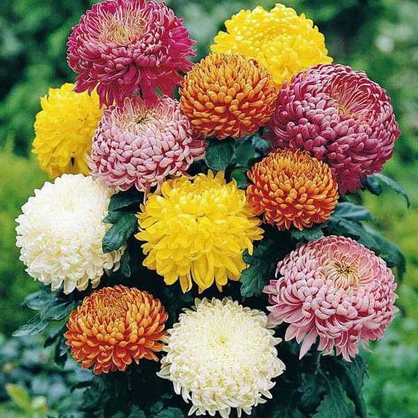     			zello. Indian Chrysanthemum Mixed Flower ( 50 Seeds )
