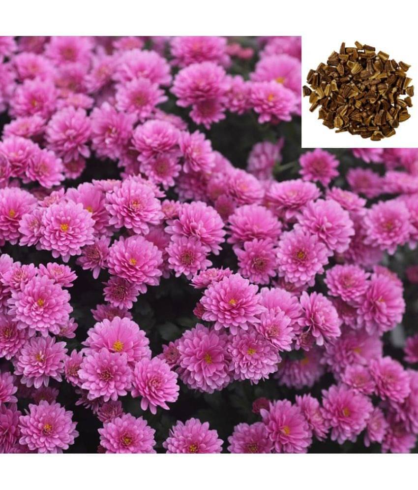     			zello. Indian Chrysanthemum Mixed Flower ( 50 Seeds )