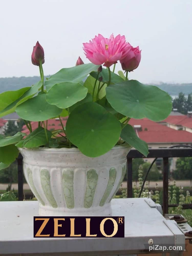     			zello. Lotus Flower ( 10 Seeds )