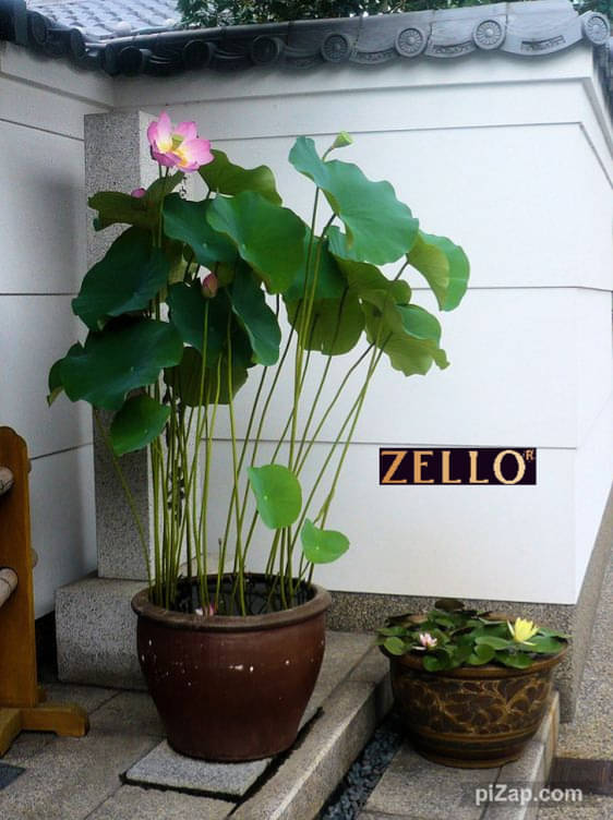     			zello. Lotus Flower ( 10 Seeds )