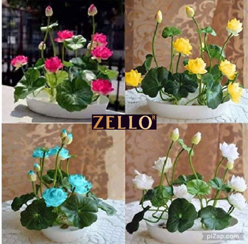     			zello. Lotus Flower ( 10 Seeds )