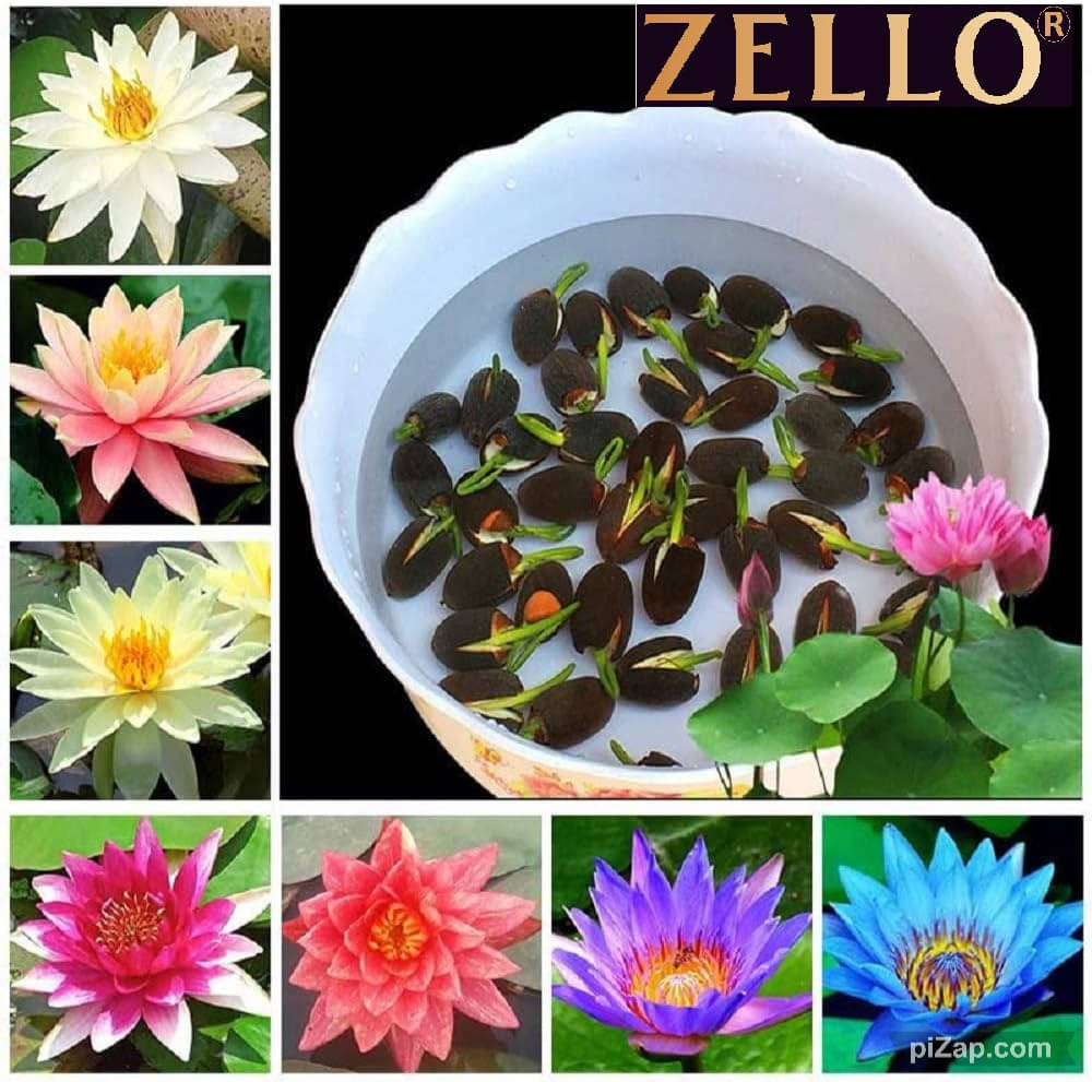     			zello. Lotus Flower ( 10 Seeds )