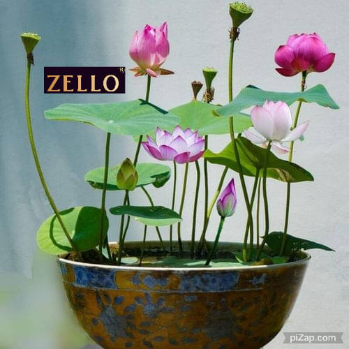     			zello. Lotus Flower ( 10 Seeds )