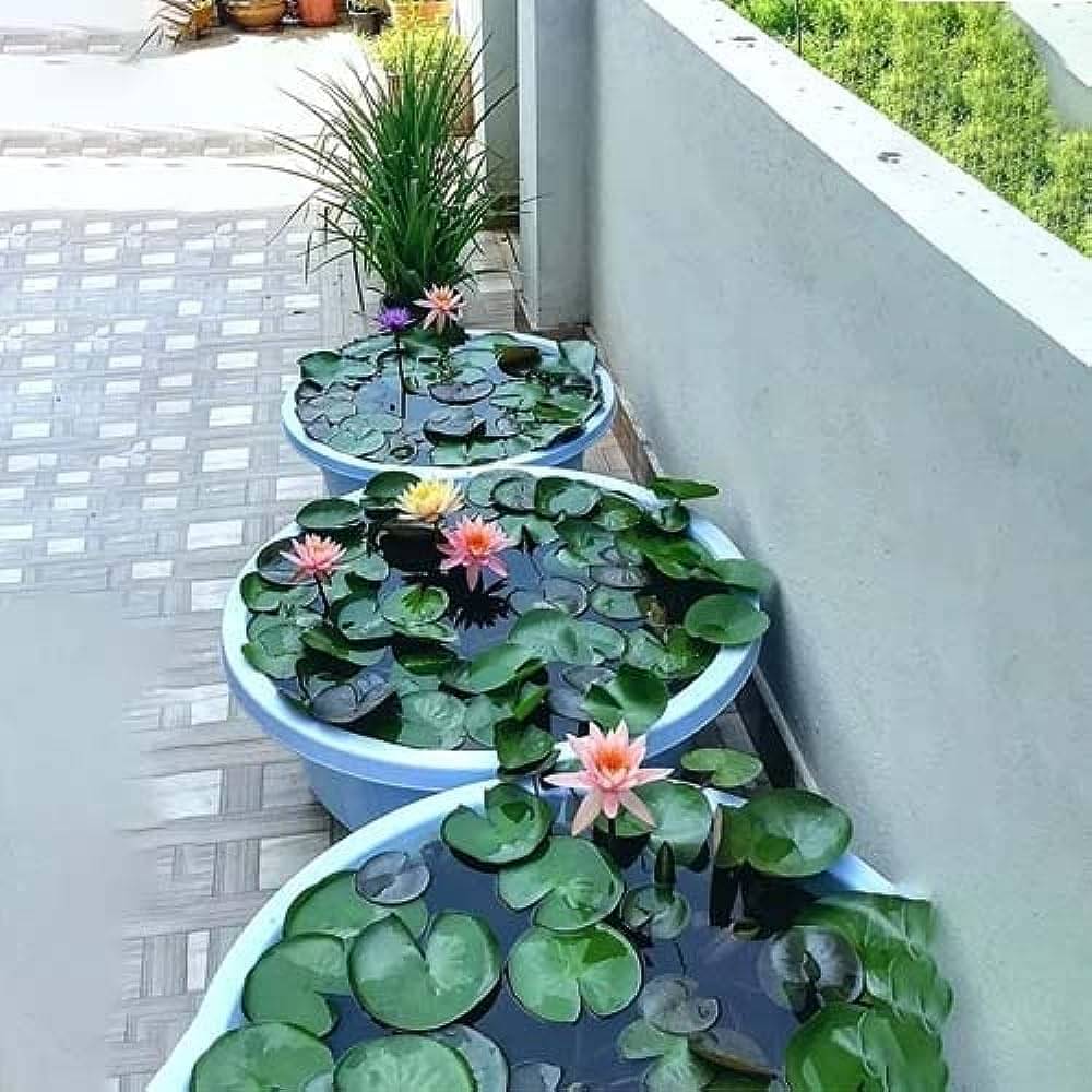     			zello. Lotus Flower ( 10 Seeds )