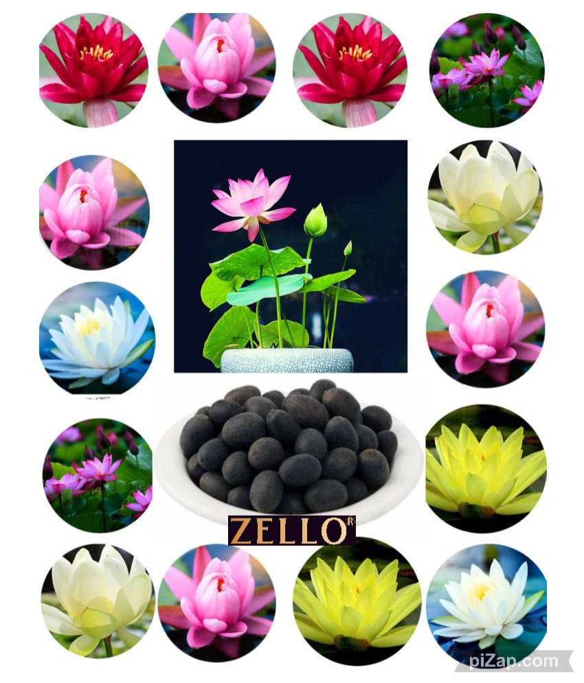     			zello. Lotus Flower ( 10 Seeds )