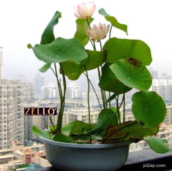     			zello. Lotus Flower ( 10 Seeds )