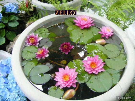     			zello. Lotus Flower ( 10 Seeds )