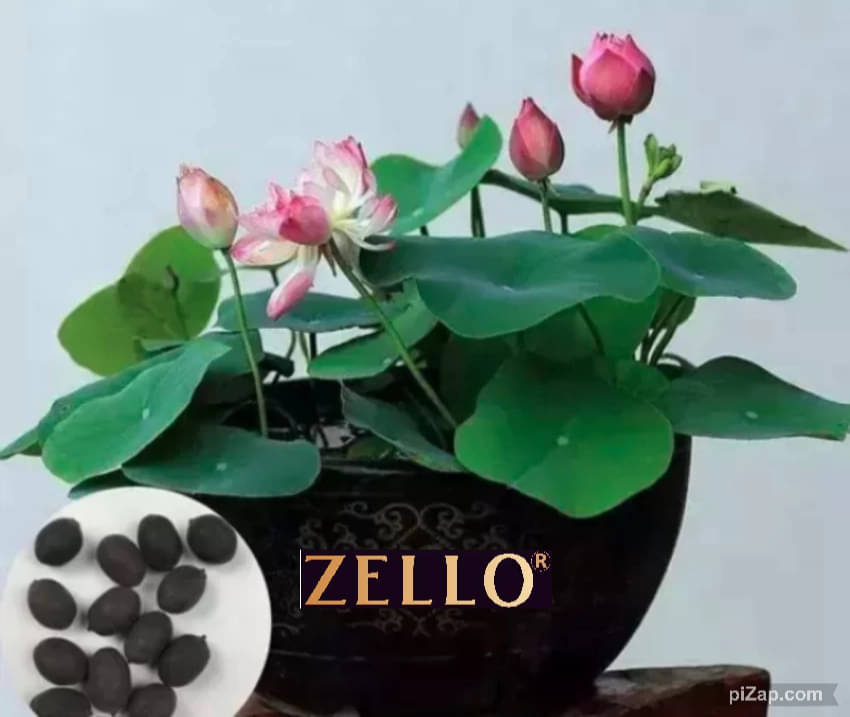     			zello. Lotus Flower ( 10 Seeds )