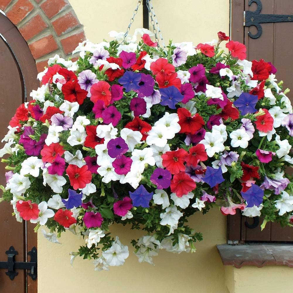     			zello. Petunia Mixed Flower ( 50 Seeds )