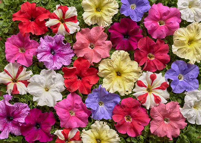     			zello. Petunia Mixed Flower ( 50 Seeds )